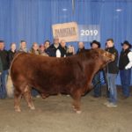 Greenwood Limousin won with a two year old bull named Greenwood Electric Impact ET. Owned by Scott and Jackie Payne of Lloydminster, Sask. | Farmfair International photo