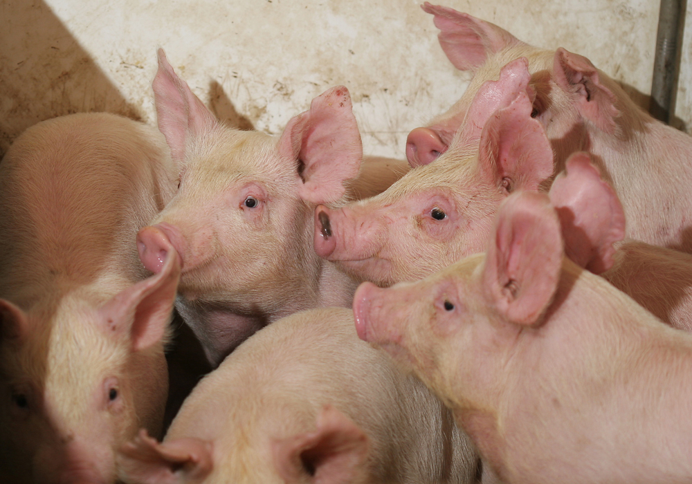 The fatal pig disease has slashed China's hog herd by as much as half since August 2018 and has already lifted margins for processing soybeans into animal feed, Ray Young, ADM's chief financial officer, told the Stephens Nashville Investment Conference. | File photo