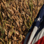 At issue is a proposal unveiled this month by the EPA that would increase the amount of corn-based ethanol some oil refineries must blend next year to make up for volumes the agency expects to waive under its Small Refinery Exemption program.
| File photo