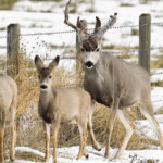 It’s great to see wildlife in nature, says Dr. Jamie Rothenburger, but human interaction isn’t always beneficial to deer. | Mike Sturk photo