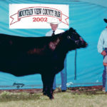Louis Latimer shows an Angus heifer at the 2002 Mountain View County Fair. | Photo provided