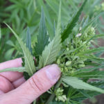 general hempseed demand could rapidly inflate as the widespread excitement over cannabinoids draws much attention to the overall hemp plant. | File photo