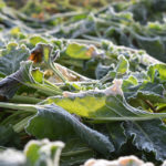 Sugar beets can withstand adverse weather but the freeze and thaw cycle seen in late September and again shortly into October was too much for the plants to take. Even if weather did allow digging at this point, the beets are no longer suitable for storage or processing.
| File photo