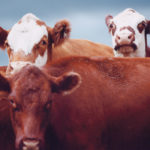 Agriculture must be seen as a climate solutions provider. | File photo
