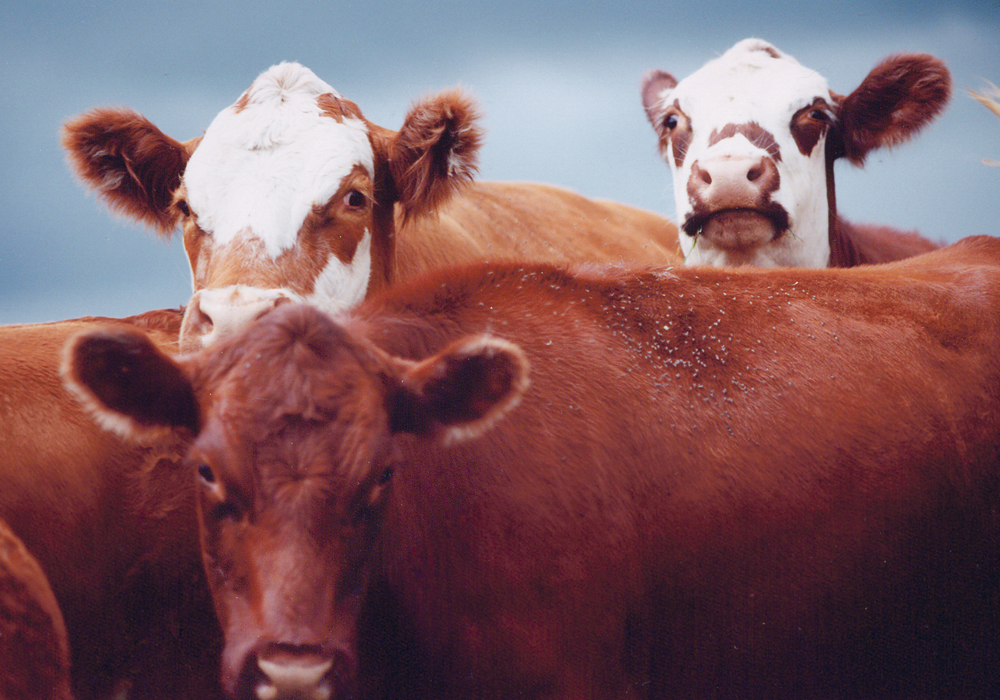 Agriculture must be seen as a climate solutions provider.  |  File photo