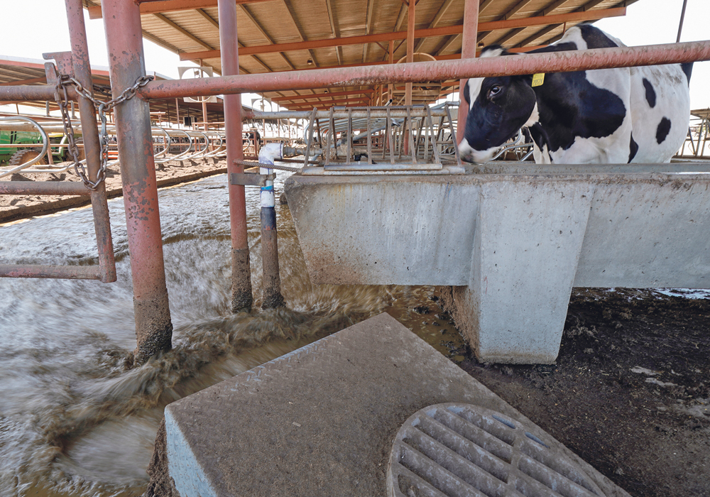 Animal waste is shown flowing to methane collecting ponds at a dairy farm in Pixley, California, in October.  |  REUTERS/Mike Blake photo