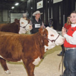 Jacey Massey of Strathmore, Alta., showed the grand champion Hereford female at Farmfair International, held Nov. 6-10 in Edmonton. Her father, Tim Massey, is in the background. | Barbara Duckworth photo