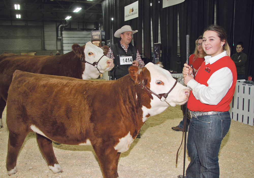 Jacey Massey of Strathmore, Alta., showed the grand champion Hereford female at Farmfair International, held Nov. 6-10 in Edmonton. Her father, Tim Massey, is in the background.  |  Barbara Duckworth photo