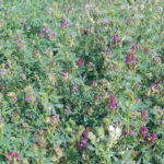 Legume forage seeds need to be inoculated with a group of bacteria known as rhizobia, which infect the roots to form nodules. | File photo