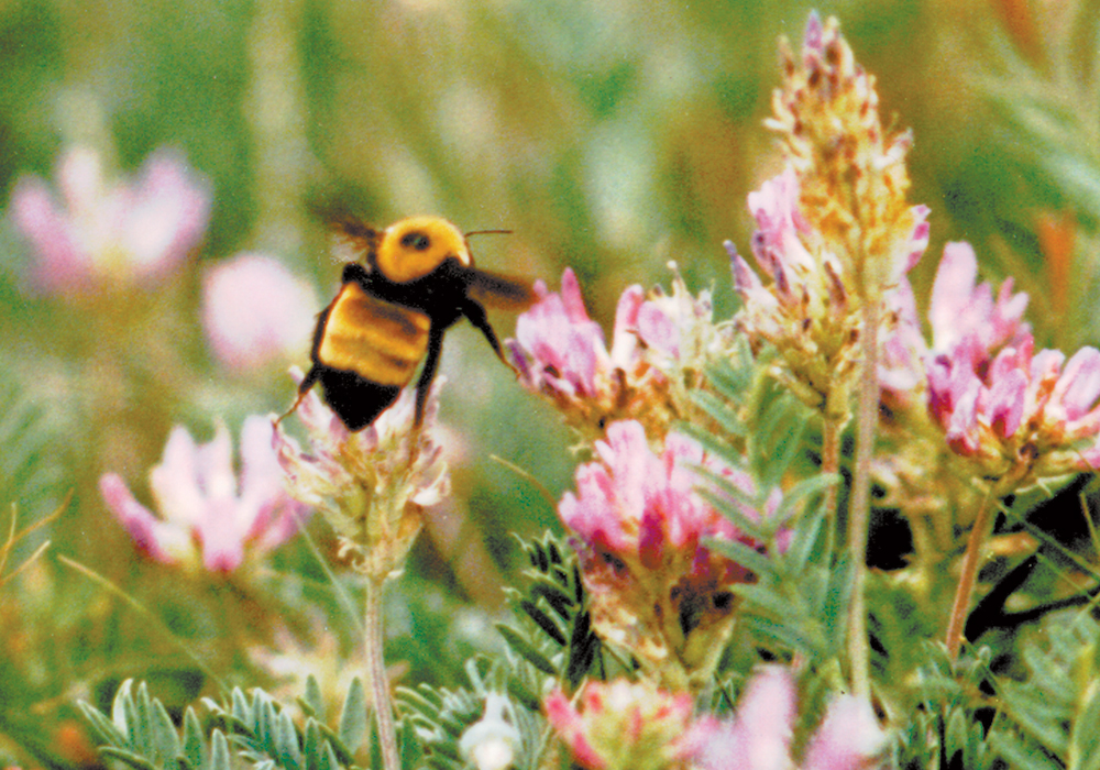 The Peace region of Alberta and British Columbia accounts for a large share of Canada’s forage seed production and exports. | File photo