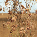 India has imported 574,086 tonnes of Canadian lentils in the first nine months of 2019. | File photo