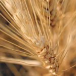 More than 50 percent of Canada Western Amber Durum was grading No. 1 and No. 2 as of mid-October with a further 28.4 percent grading No. 3 CWAD. | File photo