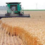 Analysts are also forecasting 31.12 million acres of U.S. winter wheat, a slight drop from last year’s 31.16 million acres, which would be the smallest crop in 110 years. | REUTERS/Jim Young photo
