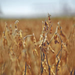 The U.S. Department of Agriculture predicts 94 million tonnes of world soybean ending stocks, which one analyst says is far too low. | File photo