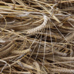 Prices in southern Alberta are about $200 per tonne. That is down from the summer peak of $290 per tonne, which was expected because this is the post-harvest low period. However, it is well above the $170 per tonne that feed barley was selling for this time two years ago.
| File photo