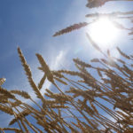 Scientists have discovered the specific gene that could lead to the development of food and bioenergy crops that would be better able to cope with harsh growing conditions, resist pests, need less chemical fertilizer and produce greater yields per acre. | File photo