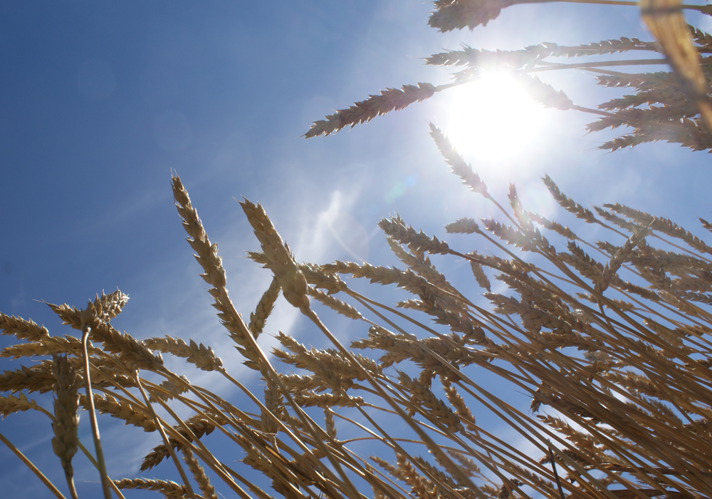 Scientists have discovered the specific gene that could lead to the development of food and bioenergy crops that would be better able to cope with harsh growing conditions, resist pests, need less chemical fertilizer and produce greater yields per acre. | File photo