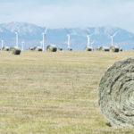 Producers are advised to provide the highest quality feed to the animals with the highest requirements. | File photo