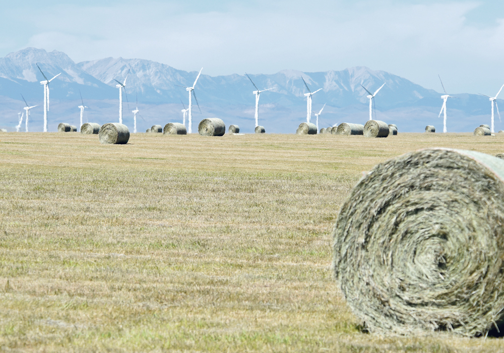 Producers are advised to provide the highest quality feed to the animals with the highest requirements.  |  File photo