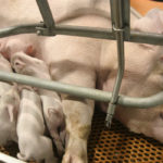 Colostrum gives piglets fat, sugar, protein, vitamins and minerals, as well as growth factors that drive development of a pig’s intestine. This affects its ability to grow. It helps warm the pig with unique brown fat properties that help with thermoregulation. It provides passive and acquired immunity.
| File photo