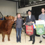 The grand champion Limousin female was the entry of Double B Cattle Co of Unity, Sask. Named DBCC Fool’s Gold 2F, this 2018 female is the daughter of Greenwood Canadian Impact ET from Greenwood Livestock, Lloydminster. This bull was Supreme champion at Farmfair International and Canadian Western Agribition Supreme in 2017. Owner Kendra Hewson is at the halter. | Barbara Duckworth photo