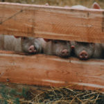 The hard-to-kill virus has threatened 75 percent of the world’s hogs in Europe and Asia, said Brett Stuart of Global AgriTrends, who provides market advice to the Canadian and U.S. livestock industries and makes frequent trips to China to gather market intelligence. | File photo