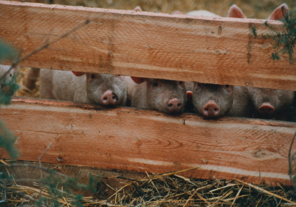 The hard-to-kill virus has threatened 75 percent of the world’s hogs in Europe and Asia, said Brett Stuart of Global AgriTrends, who provides market advice to the Canadian and U.S. livestock industries and makes frequent trips to China to gather market intelligence. | File photo