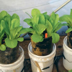 The lettuce pot at far right is a control. The other pots were fertilized with various mixes of commercial phosphorus fertilizer or water treatment residue and dairy wastewater mix. There is an obvious difference in biomass and leaf length between the control and other treatments. | Oren Reuveni photo