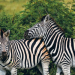 The striping of zebras’ coats are in a range where the pattern is the most disruptive to horse flies. | REUTERS/Siphiwe Sibeko photo