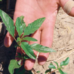Waterhemp damages crop productivity and yield, and glyphosate resistance was detected in 2010. | File photo