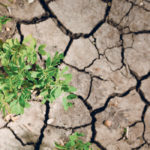 Researchers have found that jumping genes can help breed crops that are more resistant to drought. | File photo