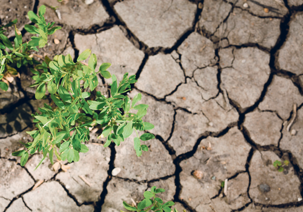 Researchers have found that jumping genes can help breed crops that are more resistant to drought.  |  File photo
