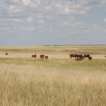 Scientists are arguing that grasslands’ benefits go beyond forage and beef production. | File photo