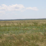Land trust agencies, a carbon project developer, ranchers, the eco goods and service development company Viresco Solutions Inc. and Shell Canada are developing a pilot program to measure how much carbon is sequestered and then calculate payments. | File photo