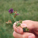 Yield, quality and stand persistence are the most important things about forage, an agronomist says. | File photo