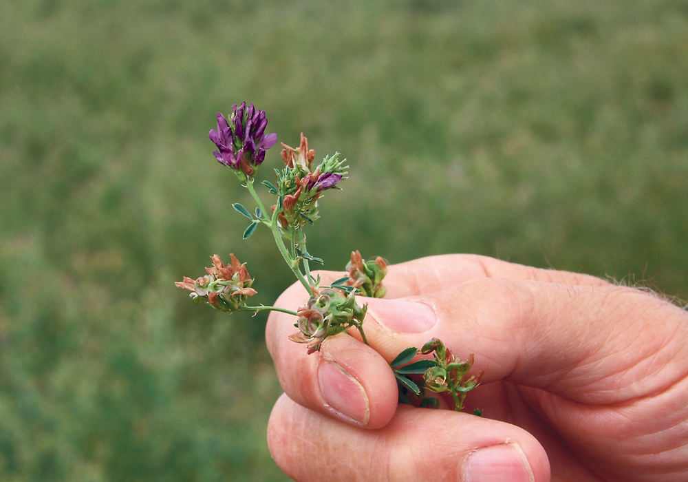 Yield, quality and stand persistence are the most important things about forage, an agronomist says.  |  File photo