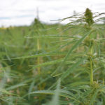 Field production of hemp for CBD oil, cooking oil, protein, fibre and animal feed might soon become an important part of prairie agriculture. | File photo