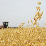 Oats have always been associated with “healthy” attributes, but the crop’s market power has not always reflected that reputation because consumer trends away from breakfast cereals have been a drag on products such as Quaker oatmeal and Cheerios. | File photo