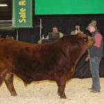 Greenwood Limousin and Angus of Lloydminster, Sask. sold a half semen interest and full possession in Greenwood Electric Impact WET. This Limousin bull was supreme champion at Farmfair International and grand champion Limousin bull at Canadian Western Agribition. He is a son of the 2017 Agribition supreme champion Greenwood Canadian Impact ET and sold for $62,000 to Ben Armitage, Kinsella, Alta. | Barbara Duckworth photo