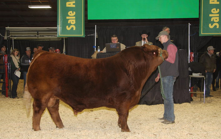 Greenwood Limousin and Angus of Lloydminster, Sask. sold a half semen interest and full possession in Greenwood Electric Impact WET. This Limousin bull was supreme champion at Farmfair International and grand champion Limousin bull at Canadian Western Agribition. He is a son of the 2017 Agribition supreme champion Greenwood Canadian Impact ET and sold for $62,000 to Ben Armitage, Kinsella, Alta. | Barbara Duckworth photo