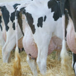Dairy Innovation West, which is a first of its kind in Canada, will remove water from raw milk and create concentrated components that processors can use for a variety of products. | File photo