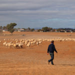 As Australian farmers were harvesting crops, the Australian Bureau of Agricultural and Resource Economics and Sciences (ABARES) pegged production of the country's largest rural export at 15.85 million tonnes, down nearly 18 percent from its previous estimate in September of 19.2 million tonnes. | Reuters photo