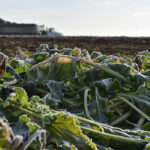 Rain and snow pelted crops in September and October. That was followed by a blizzard, and then warm temperatures that left fields a boggy mess. Next came a deep freeze, ruining the underground sugar beet crop, and dealing a harsh blow to farm incomes. | File photo