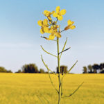 Organic canola is a rare sight on the Prairies, but some wonder if it might be making a comeback. | Robin Booker photo