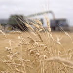 Jake Leguee will be taking part in a new crop mission to major durum markets in southern Europe and North Africa. | File photo