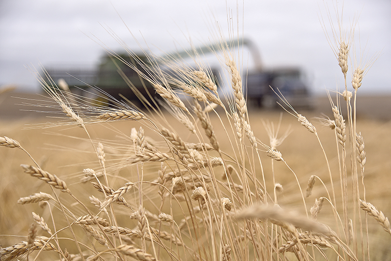 Jake Leguee will be taking part in a new crop mission to major durum markets in southern Europe and North Africa.  |  File photo