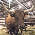 OT Annie De of One Tree Ranching Ltd. at Patricia, Alta., was named top female at last week’s Canadian National Texas Longhorn Show during Canadian Western Agribition in Regina. | Karen Briere photo