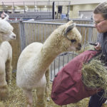 Diane Unruh of Hague, Sask., brings a bundle of hay to her neighbour’s alpacas Nov. 24 during Canadian Western Agribition. | William DeKay photo