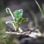Volunteer canola is going to be one of the weed problems facing prairie producers next spring. | Michael Raine photo