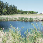 A recent study has found that neonic insecticides show up in wetlands at much lower levels than was previously thought. | file photo